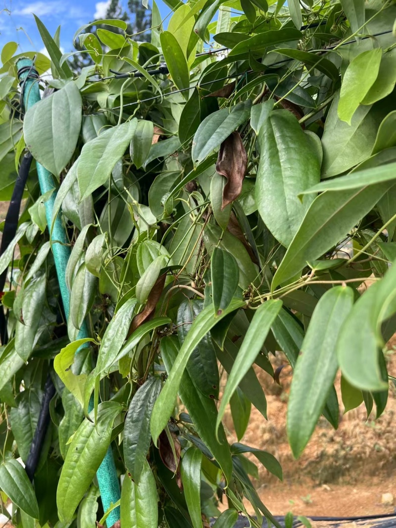 白肉土茯苓种苗2~3年龄种苗收益大、产量高技术指导，