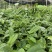 白肉土茯苓种苗2~3年龄种苗收益大、产量高技术指导，