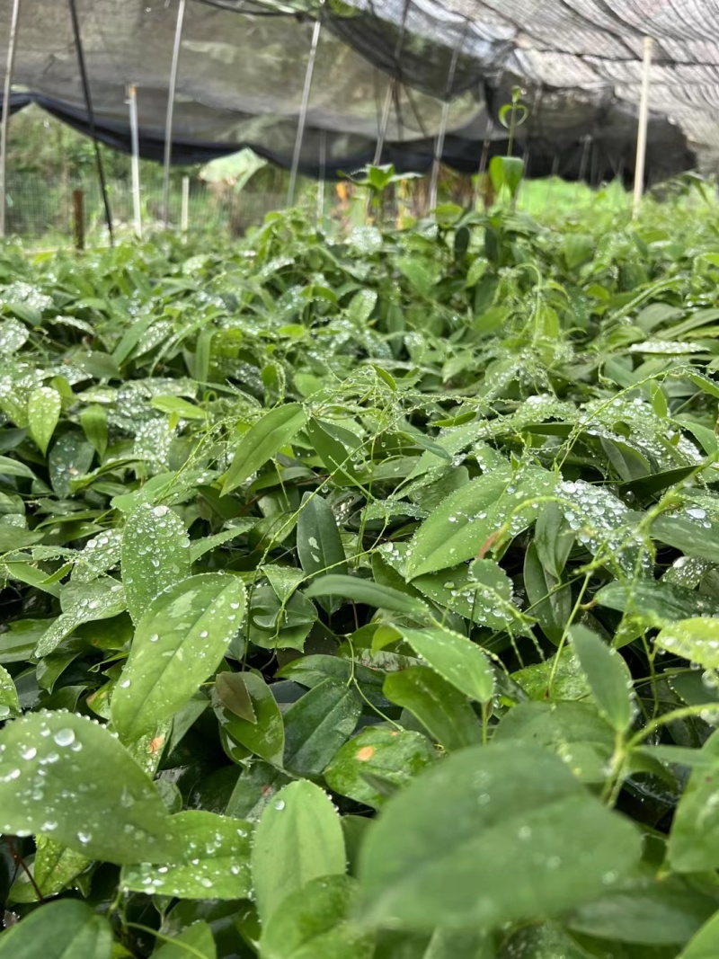 白肉土茯苓种苗2~3年龄种苗收益大、产量高技术指导，
