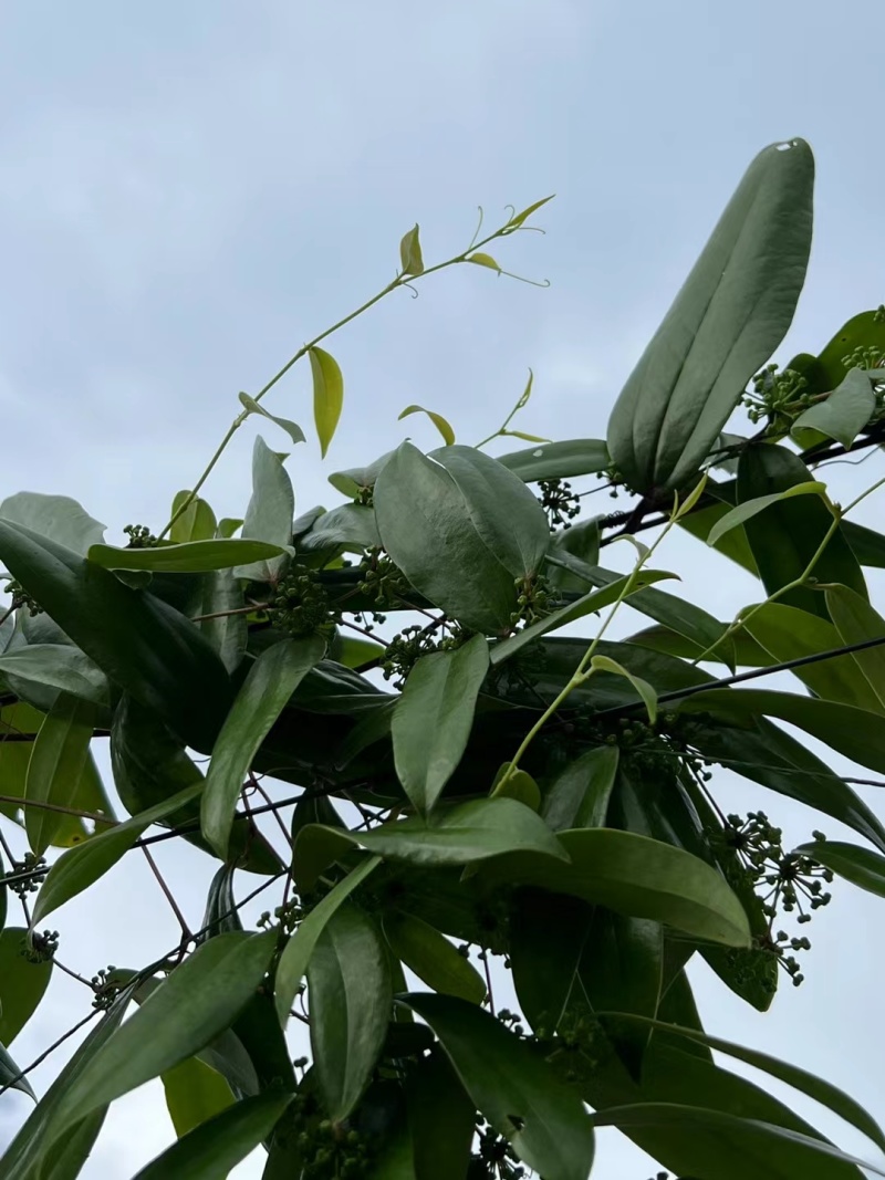 白肉土茯苓种苗2~3年龄种苗收益大、产量高技术指导，
