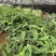 白肉土茯苓种苗2~3年龄种苗收益大、产量高技术指导，