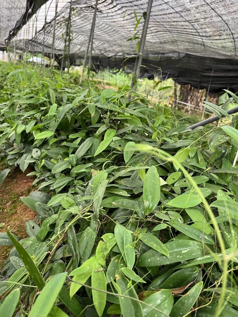 白肉土茯苓种苗2~3年龄种苗收益大、产量高技术指导，