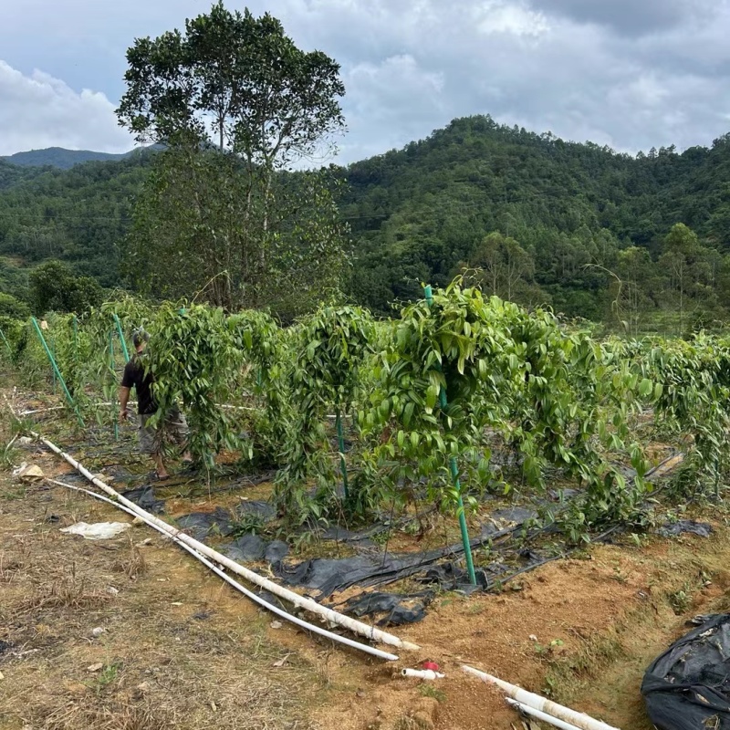 白肉土茯苓种苗2~3年龄种苗收益大、产量高技术指导，
