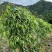 白肉土茯苓种苗2~3年龄种苗收益大、产量高技术指导，