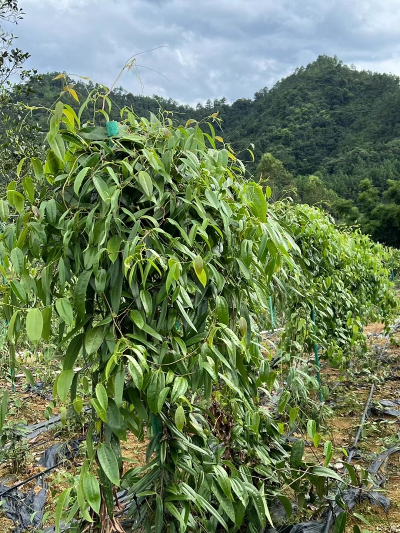 白肉土茯苓种苗2~3年龄种苗收益大、产量高技术指导，