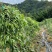 白肉土茯苓种苗2~3年龄种苗收益大、产量高技术指导，