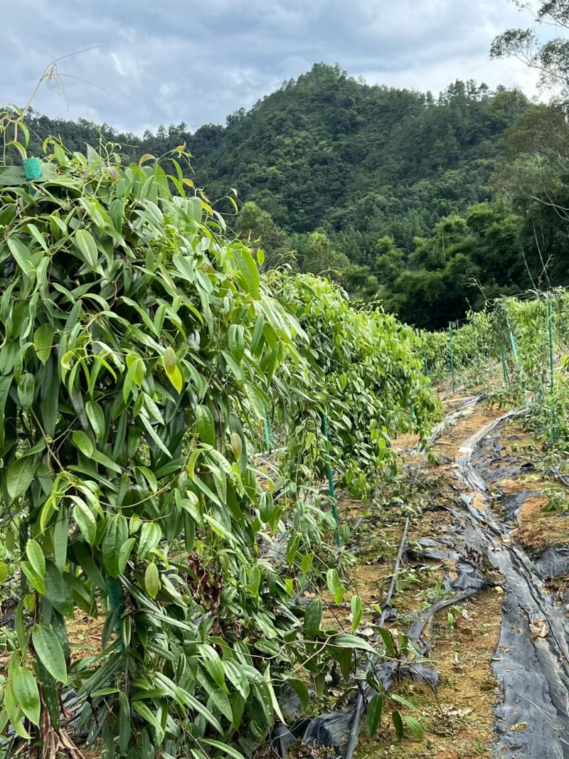 白肉土茯苓种苗2~3年龄种苗收益大、产量高技术指导，