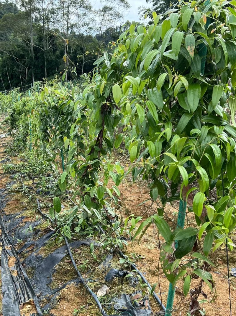 白肉土茯苓种苗2~3年龄种苗收益大、产量高技术指导，