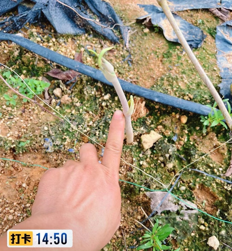白肉土茯苓种苗2~3年龄种苗收益大、产量高技术指导，