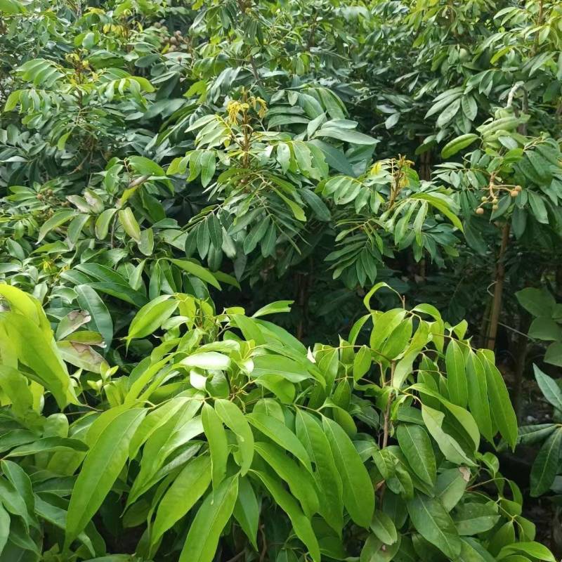 石硖龙眼嫁接苗两年种当年结果核小肉厚带泥头发货