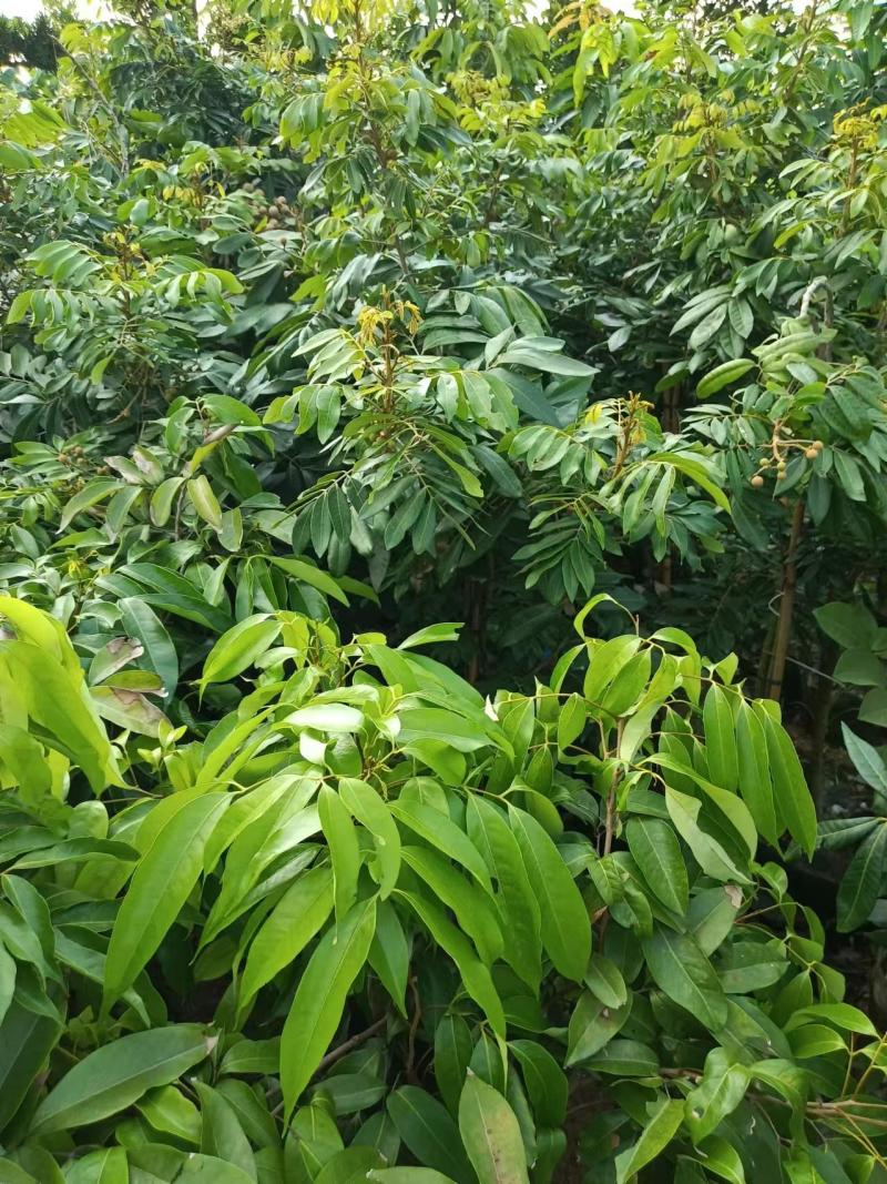 石硖龙眼嫁接苗两年种当年结果核小肉厚带泥头发货