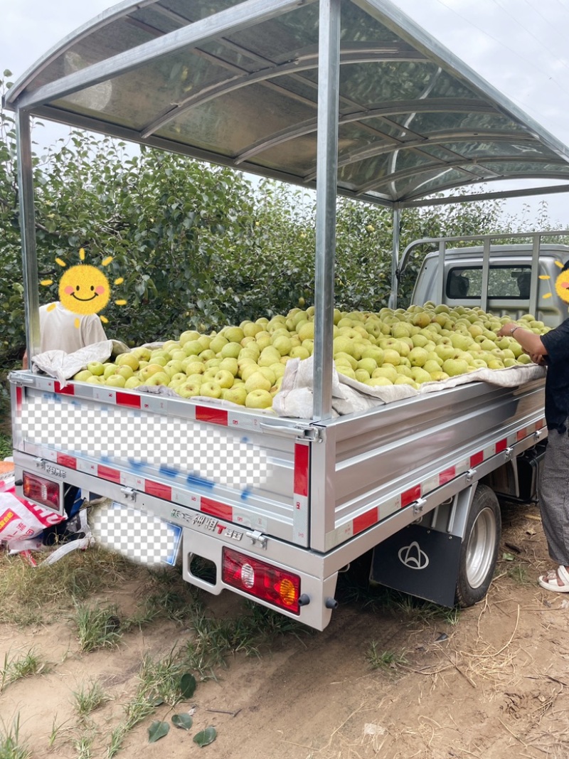 优质酥梨！价格优惠量大从优自家果园直销！