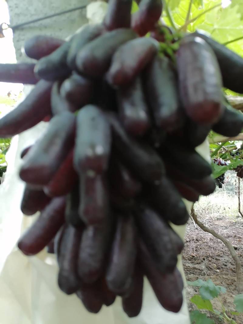 蓝宝石葡萄，
