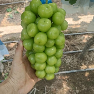 精品阳光玫瑰
