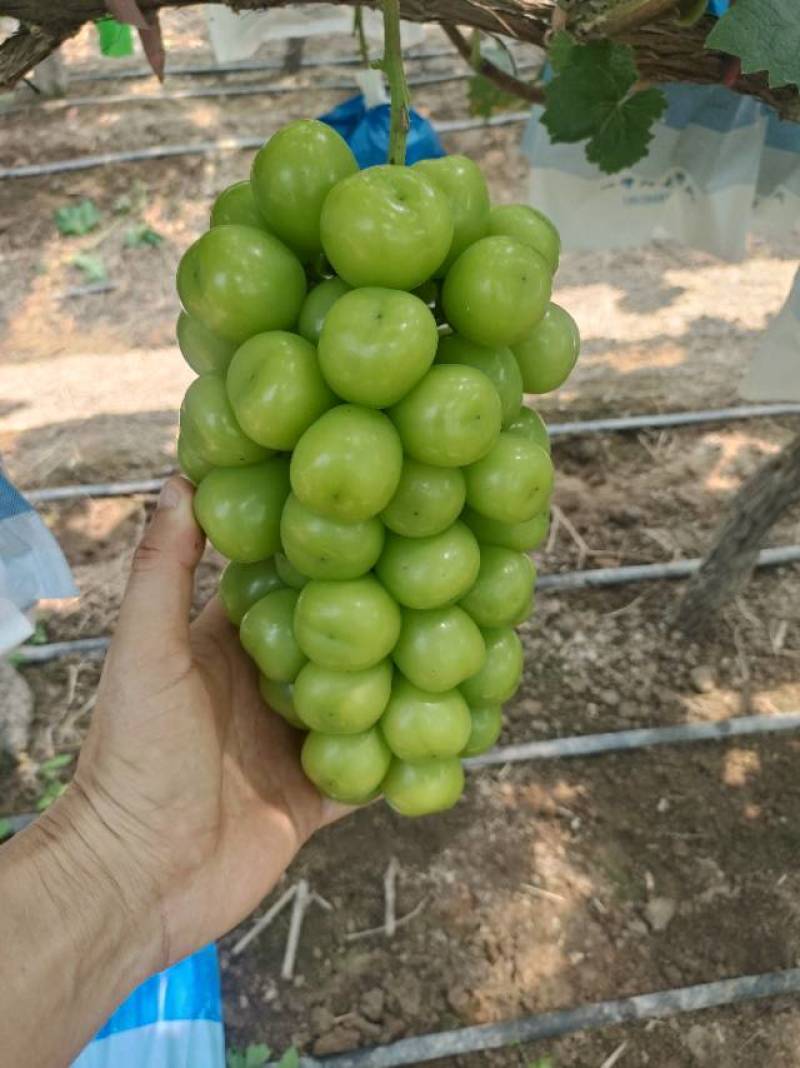 精品阳光玫瑰