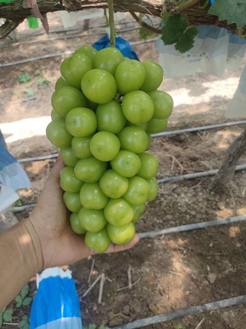 精品阳光玫瑰