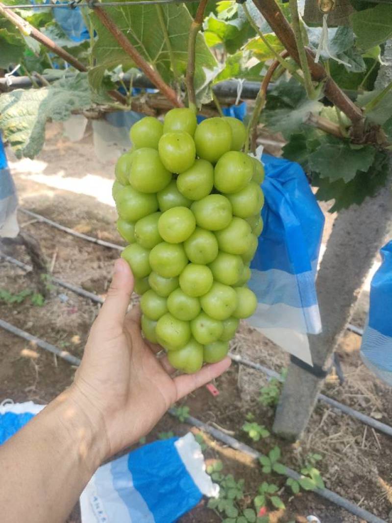 精品阳光玫瑰