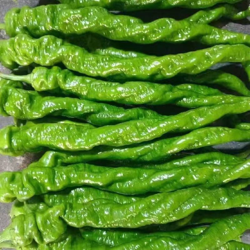 精品辣椒陇椒货源充足量大从优质量保证，可以视频货