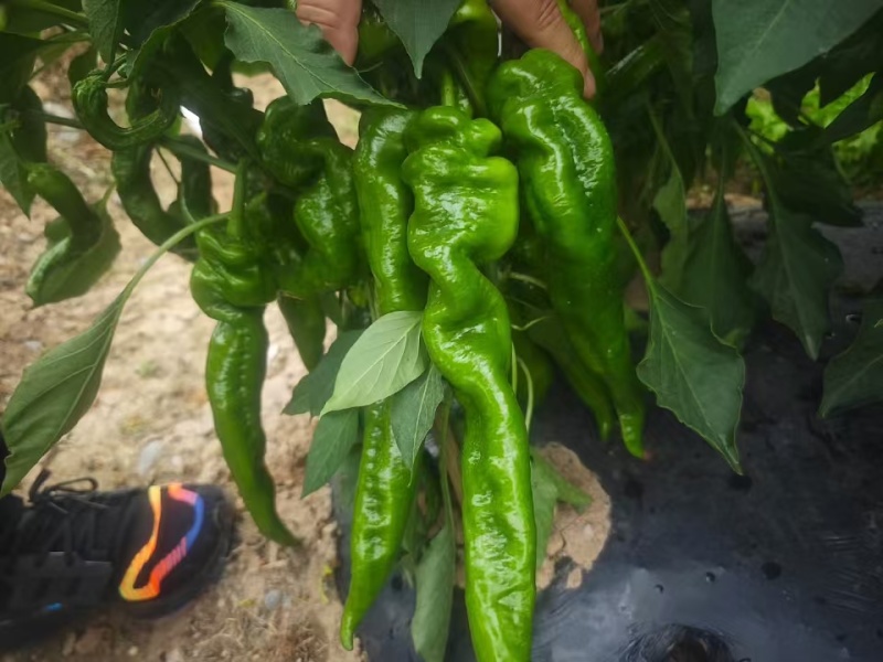精品辣椒陇椒货源充足量大从优质量保证，可以视频货