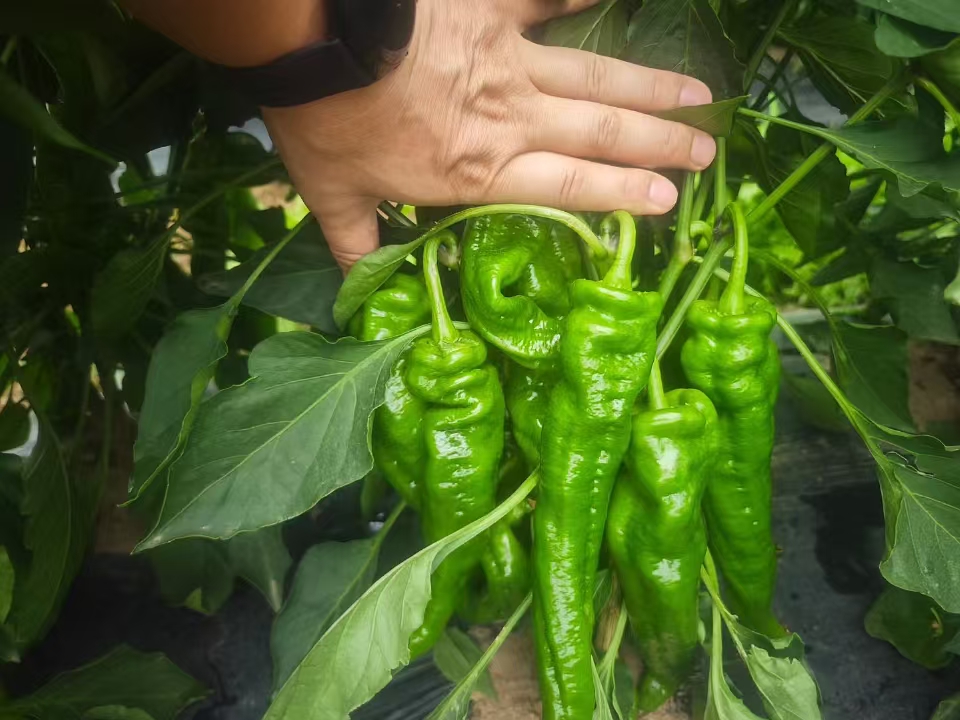 蒜薹辣椒成品图