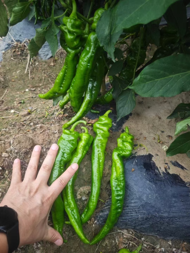 精品辣椒陇椒货源充足量大从优质量保证，可以视频货