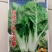 白杆牛皮菜种子四川厚皮菜君达菜种籽大叶白杆绿甜