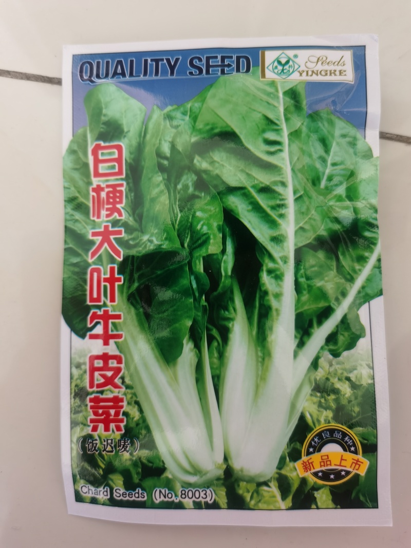 白杆牛皮菜种子四川厚皮菜君达菜种籽大叶白杆绿甜
