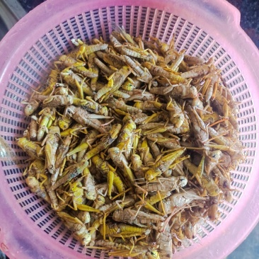 优选推荐蚂蚱蝗虫自家养殖基地一手货源全国发货