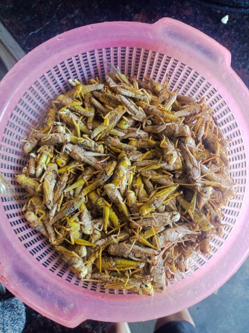 优选推荐蚂蚱蝗虫自家养殖基地一手货源全国发货