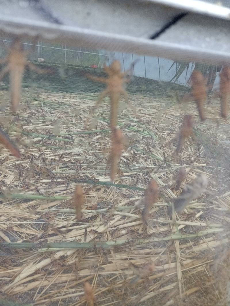 优选推荐蚂蚱蝗虫自家养殖基地一手货源全国发货