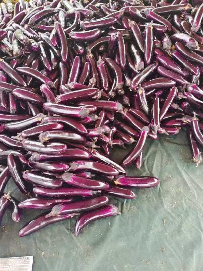 精品茄子广茄红金刚基地直发对接各大电商欢迎来电
