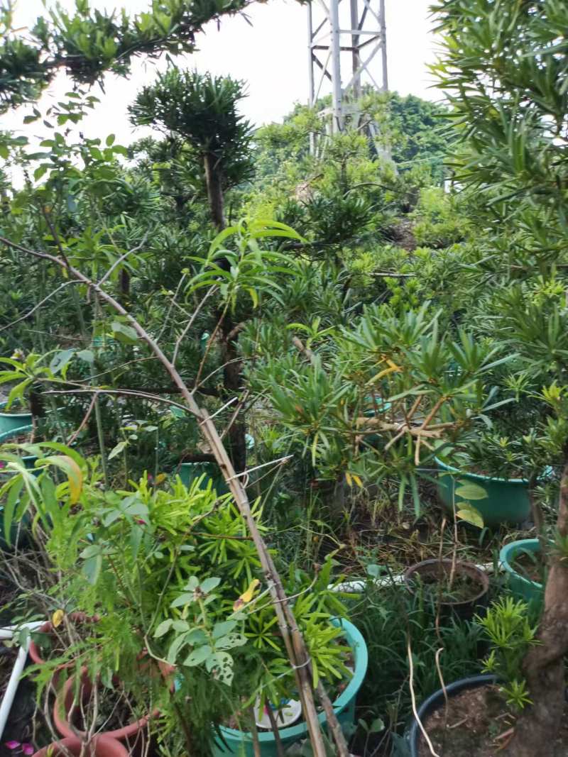 红豆杉南方红豆杉规格齐全现挖现发带土球发货量大从优