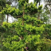 红豆杉南方红豆杉规格齐全现挖现发带土球发货量大从优