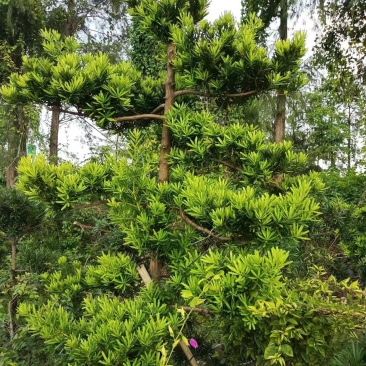 红豆杉南方红豆杉规格齐全现挖现发带土球发货量大从优