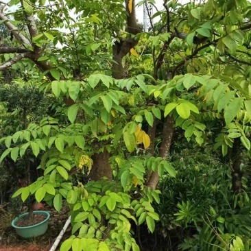 杨桃果苗南北方可种植现挖现发带土球发货规格齐全