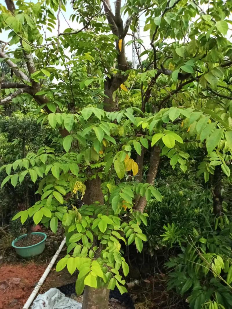 杨桃果苗南北方可种植现挖现发带土球发货规格齐全