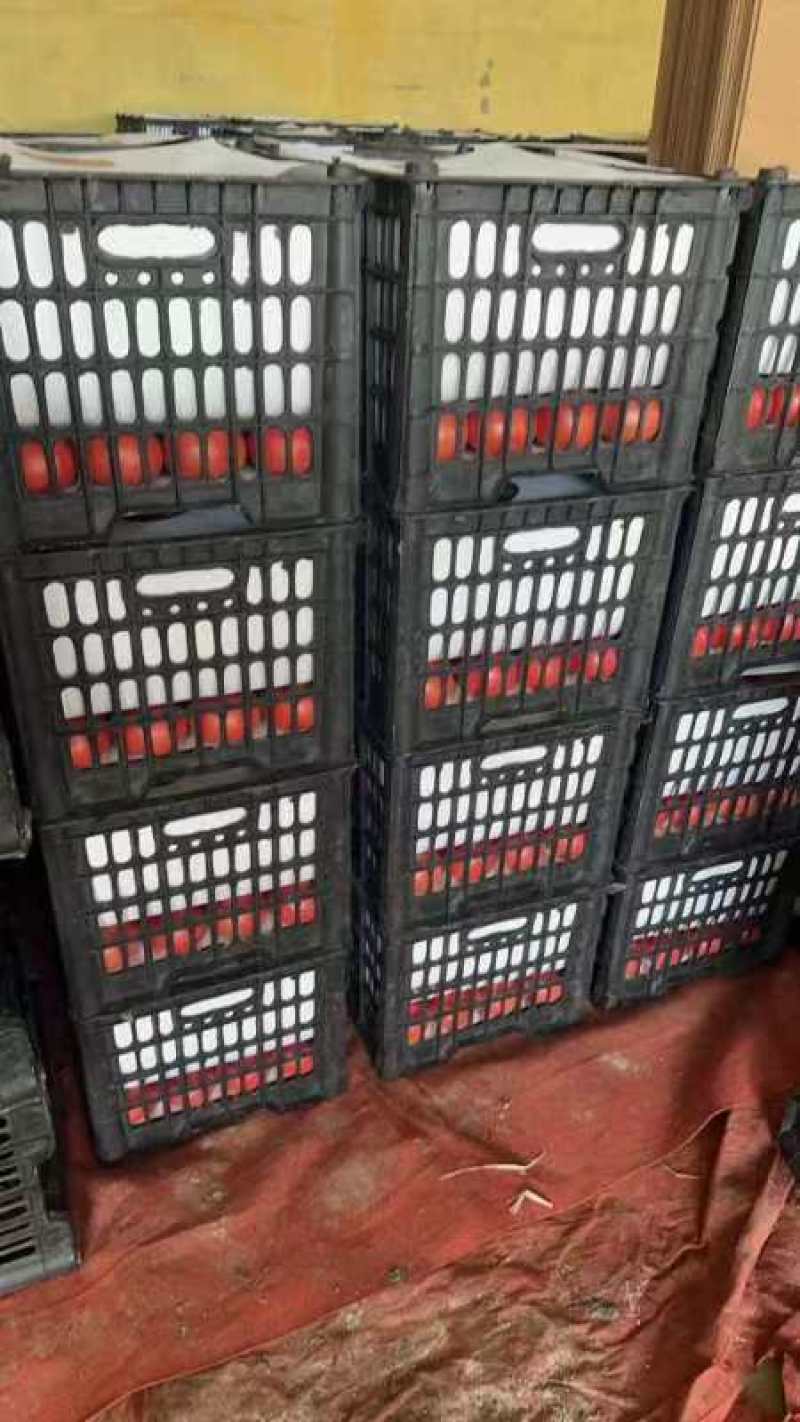 精品西红柿大红西红柿一手货源保质保量
