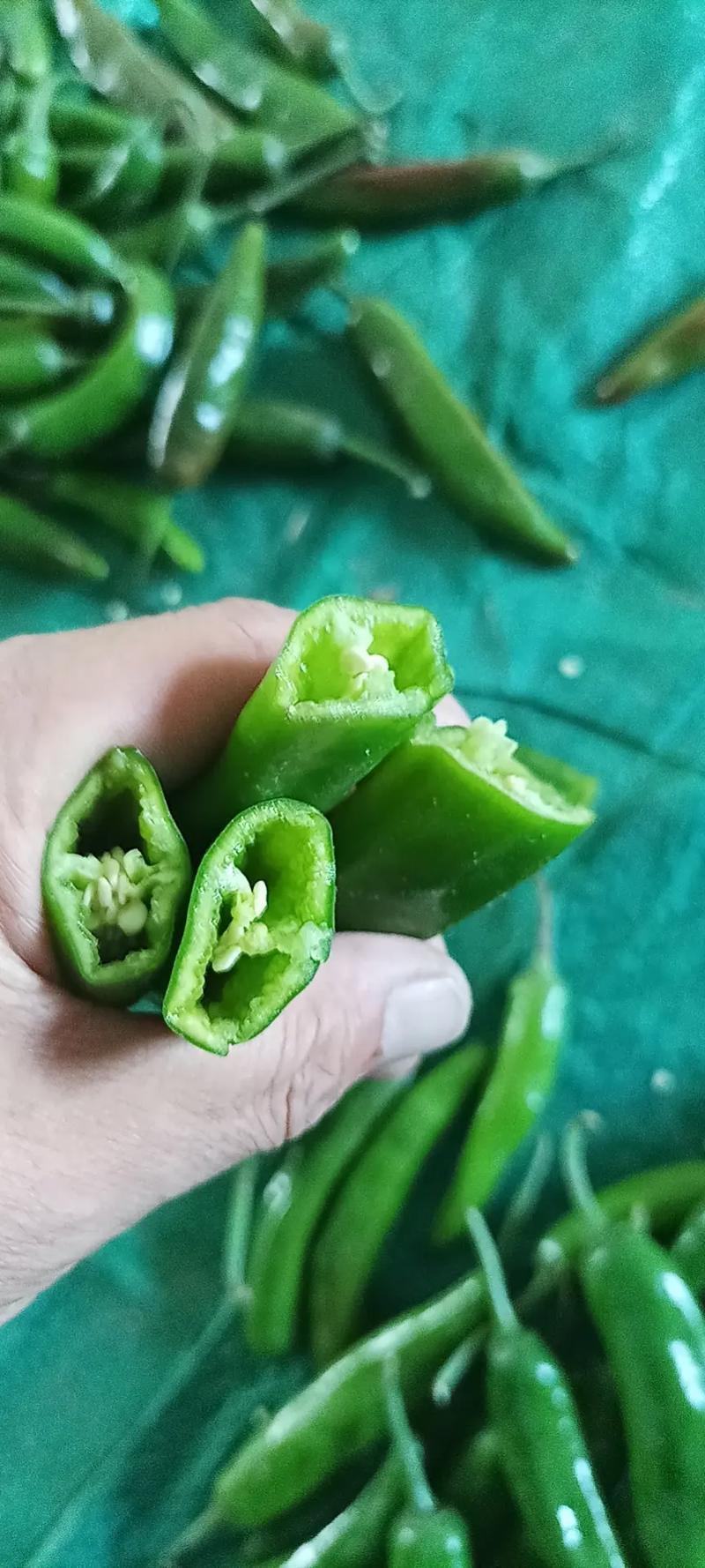 鲜辣椒/青椒/尖辣/自家种植/供应市场电商/欢迎来电