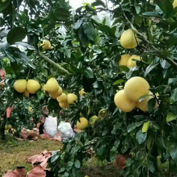 精品三红柚
