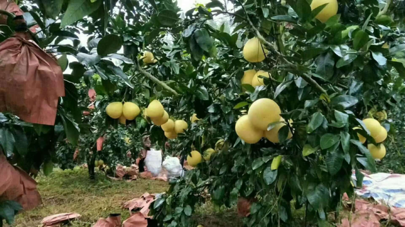 精品三红柚