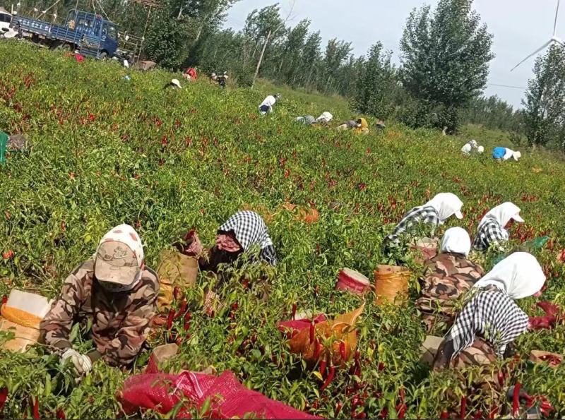《推荐》金塔辣椒/鲜辣椒/红椒/打酱精品都有/