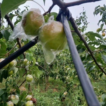精品玉露香梨货源充足量大从优质量保证欢迎咨询