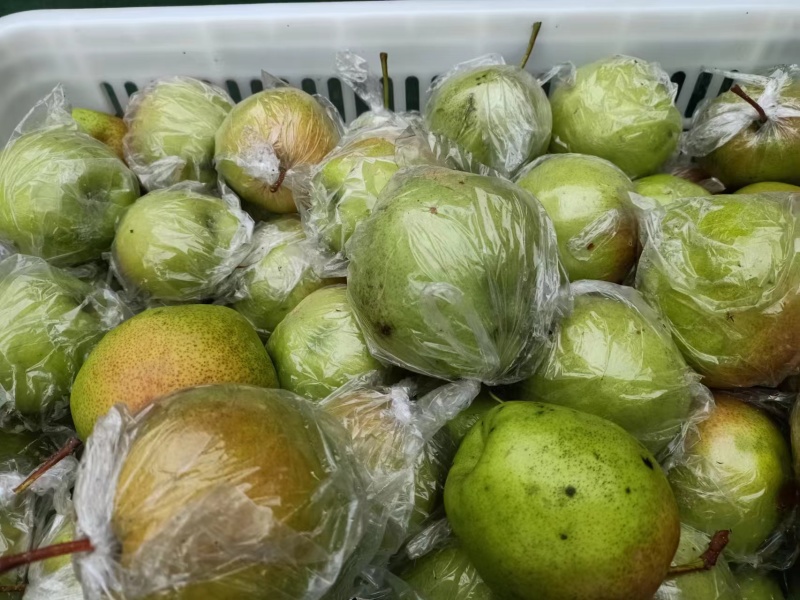 精品玉露香梨货源充足量大从优质量保证欢迎咨询