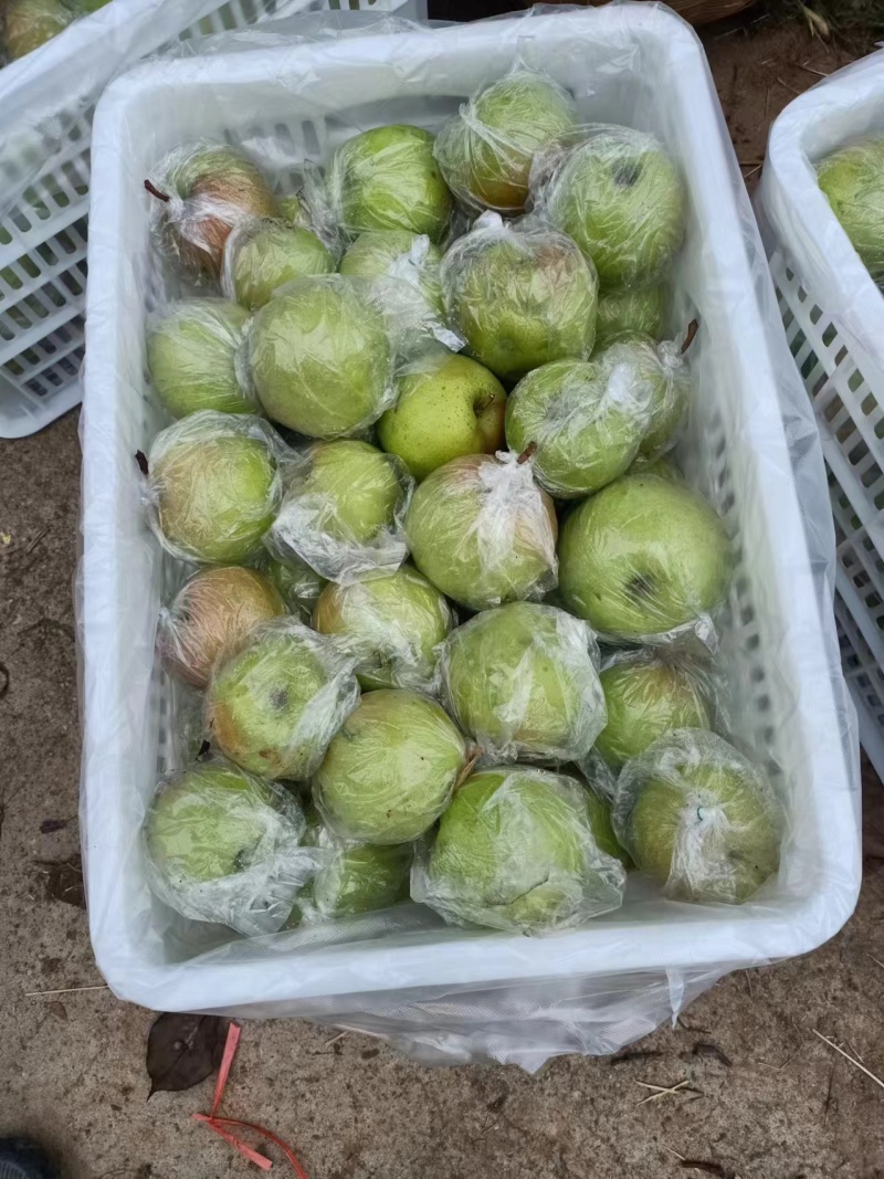 精品玉露香梨货源充足量大从优质量保证欢迎咨询