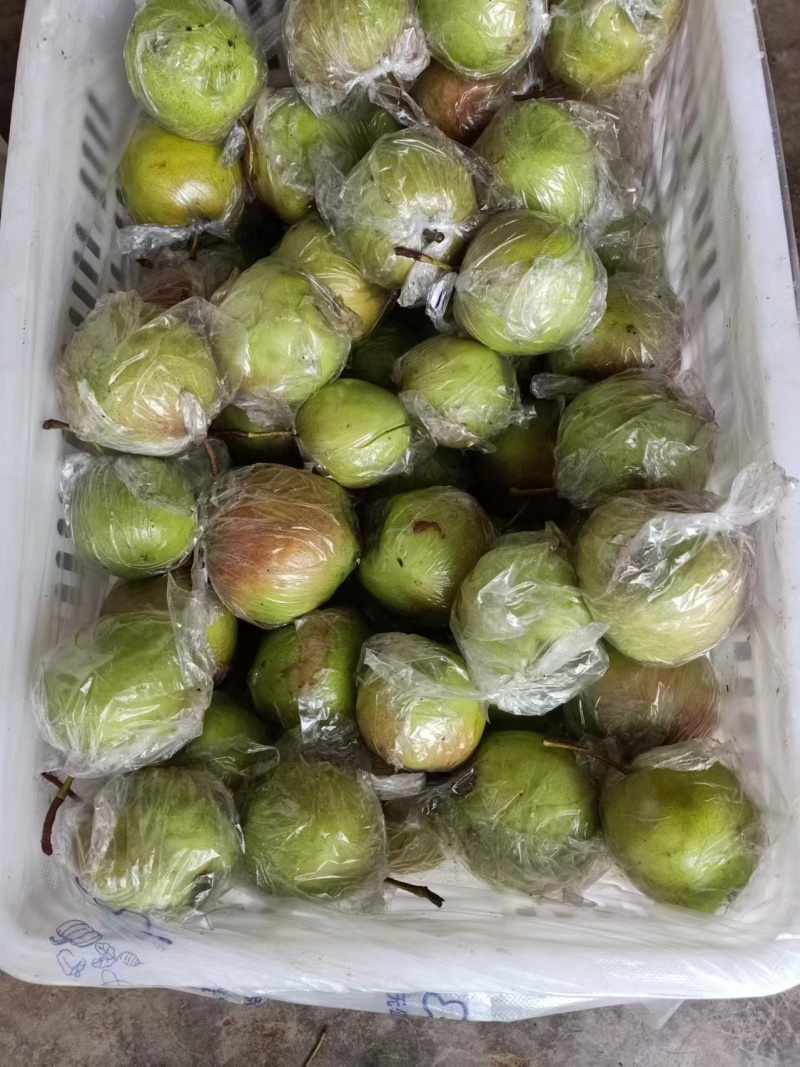精品玉露香梨货源充足量大从优质量保证欢迎咨询