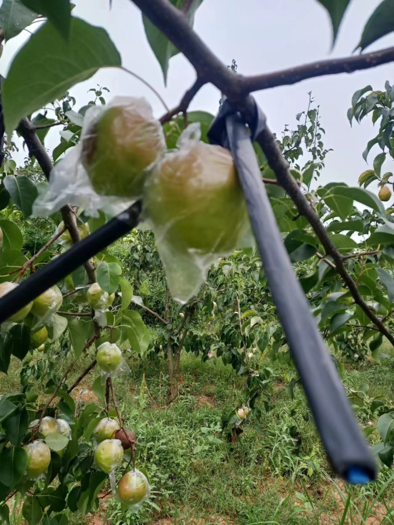 精品玉露香梨货源充足量大从优质量保证欢迎咨询
