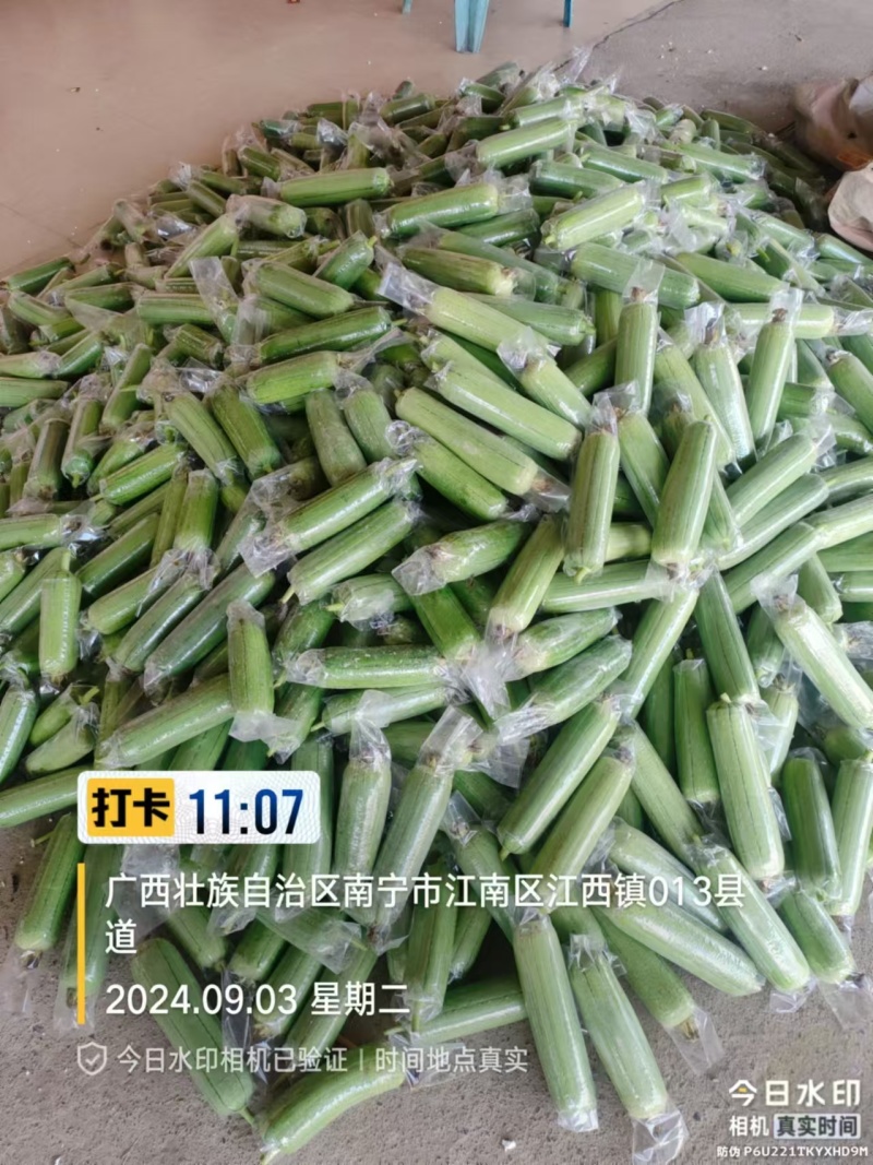 畅销广西肉丝瓜水瓜量大从优一条龙服务全国发货