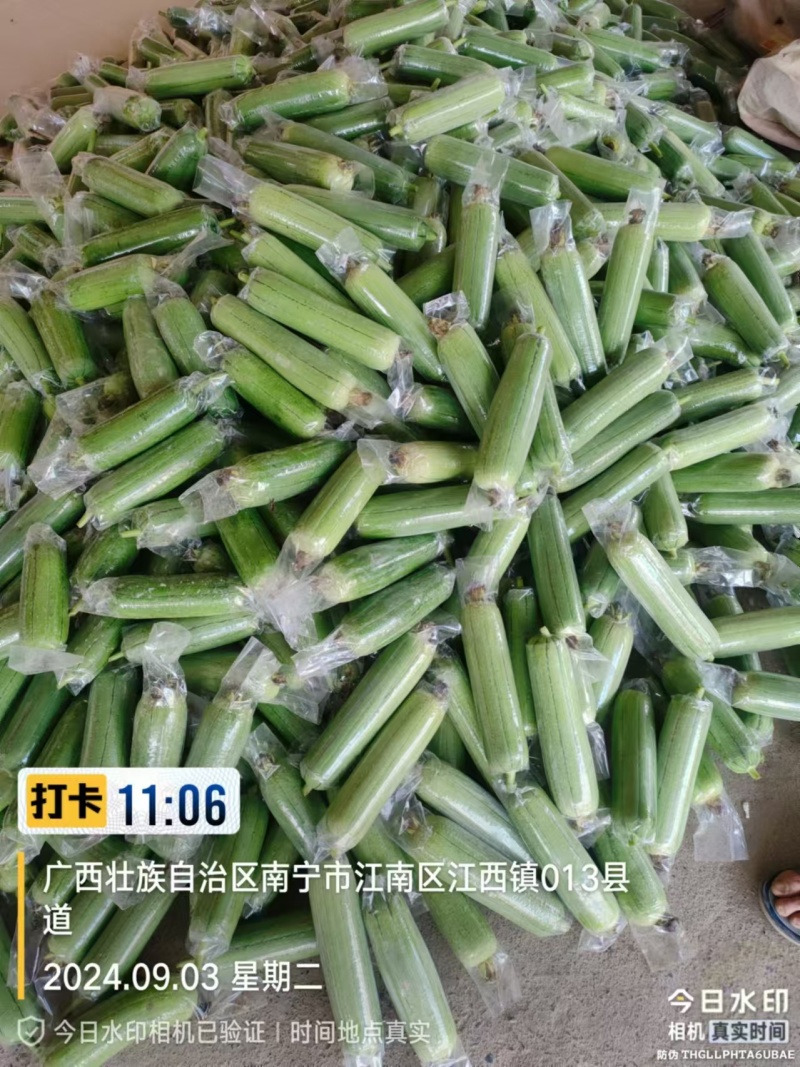 畅销广西肉丝瓜水瓜量大从优一条龙服务全国发货