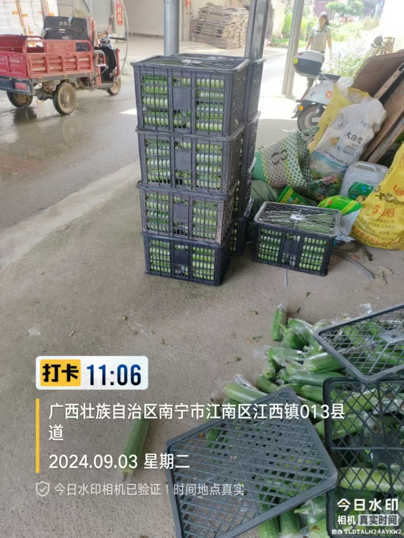 畅销广西肉丝瓜水瓜量大从优一条龙服务全国发货