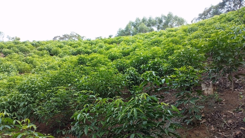 中药材，三叉苦种苗